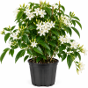 Common Jasmine Live Plant 4-9 Inch – Fragrant Arabian Jasmine Vine for Indoor & Outdoor