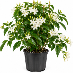 Common Jasmine Live Plant 4-9 Inch – Fragrant Arabian Jasmine Vine for Indoor & Outdoor