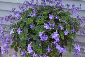 Concord Blue Streptocarpella Live Plant – 2 Pack – 4-6 in Tall – Indoor/Outdoor