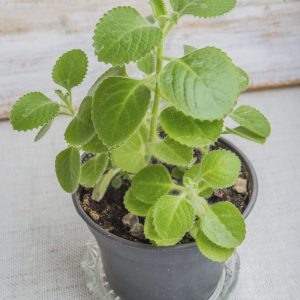 3 Cuban Oregano Live Plants, 4-6" Tall Starter Size, Mexican Mint Herb for Indoor Outdoor Planting