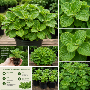 Cuban Oregano Live Plants - Set of 2, 5-7 Inches Tall, Mexican Mint