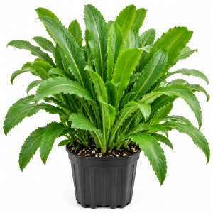 Culantro Live Plant, 5-7 Inches Tall, Tropical Herb in 4 Inch Pot