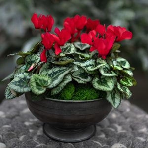 Set of 2 Cyclamen Live Plants, Red Blooming Houseplant, 4 Inch Pot