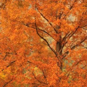 Dawn Redwood Tree Live Plant - 6-12 Inch Tall, Quart Pot, Shade Tree