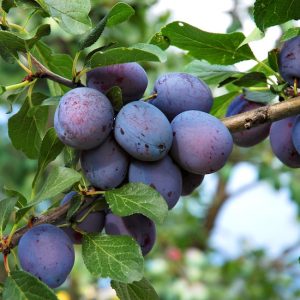 Deep Purple Plum Tree Live Plant – 3-4 Ft Tall – Bareroot – Hardy Fruit Tree