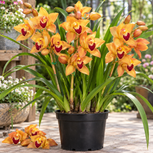 Special Golden Orange Cymbidium Orchid Live Plant – Beautiful Yellow Orange Blooms with Deep Red Centers, 6-Inch Pot
