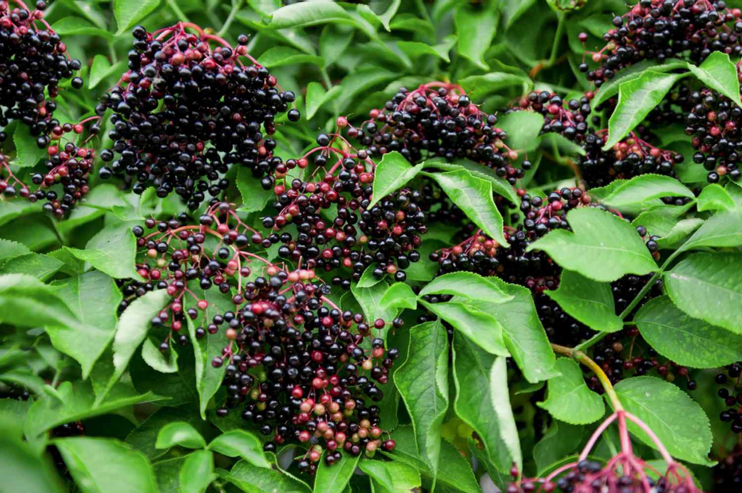 Dormant Elderberry Tree Live Plant - Hardy Fruit Shrub, Quart Pot, 1 Year Old