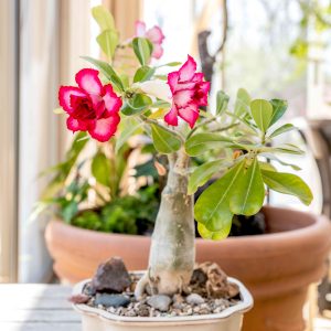 Alternative view of Double Yellow Desert Rose Live Plant - Adenium Obesum - 4-7 Inches Tall - Outdoor Flowering Succulent