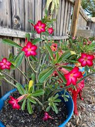 Double Yellow Desert Rose Live Plant - Adenium Obesum - 4-7 Inches Tall - Outdoor Flowering Succulent