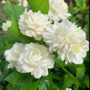 Grand Duke of Tuscany Jasmine Live Plant, 5-7 Inch Tall, Fragrant Flowers