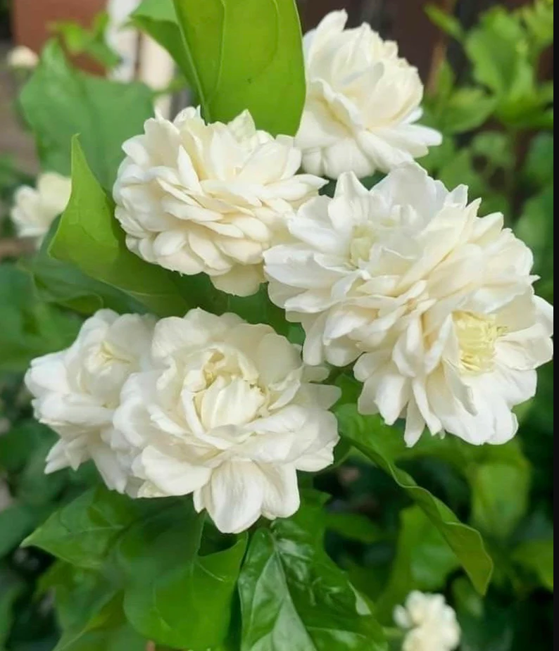 Grand Duke of Tuscany Jasmine Live Plant, 5-7 Inch Tall, Fragrant Flowers