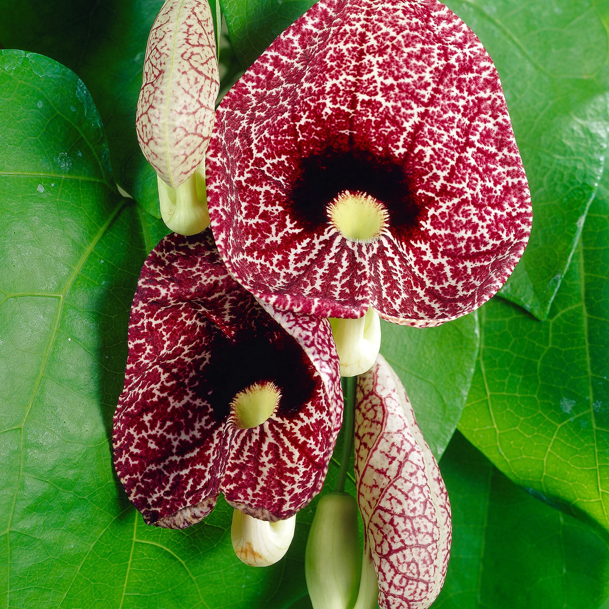 Dutchman Pipe Vine Live Plant – Fast Growing, 4-Pack, 6-12 Inch Tall, Bare Root