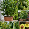 Dwarf Avocado Tree Live Plant -  1.5ft - 2.5ft Tall, Fruit-Bearing in 3 Gallon Pot