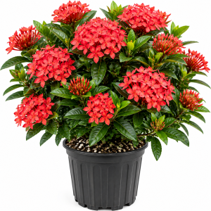 Dwarf Ixora Live Plant, Yellow Flowers, 4 Inch Tall Well Rooted, Outdoor