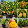 Dwarf Mango Tree Live Plant, 3 Gallon Pot, Tropical Fruit Tree for Indoor/Outdoor