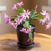 Easter Cactus Live Plant – 4-9" Tall, Rooted Flowering Succulent for Indoors & Outdoors
