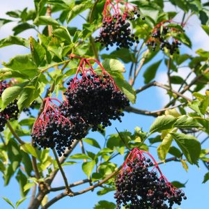 Elderberry Rooted Cuttings – Set of 4 Live Plants, 8-12 Inch Tall, Outdoor