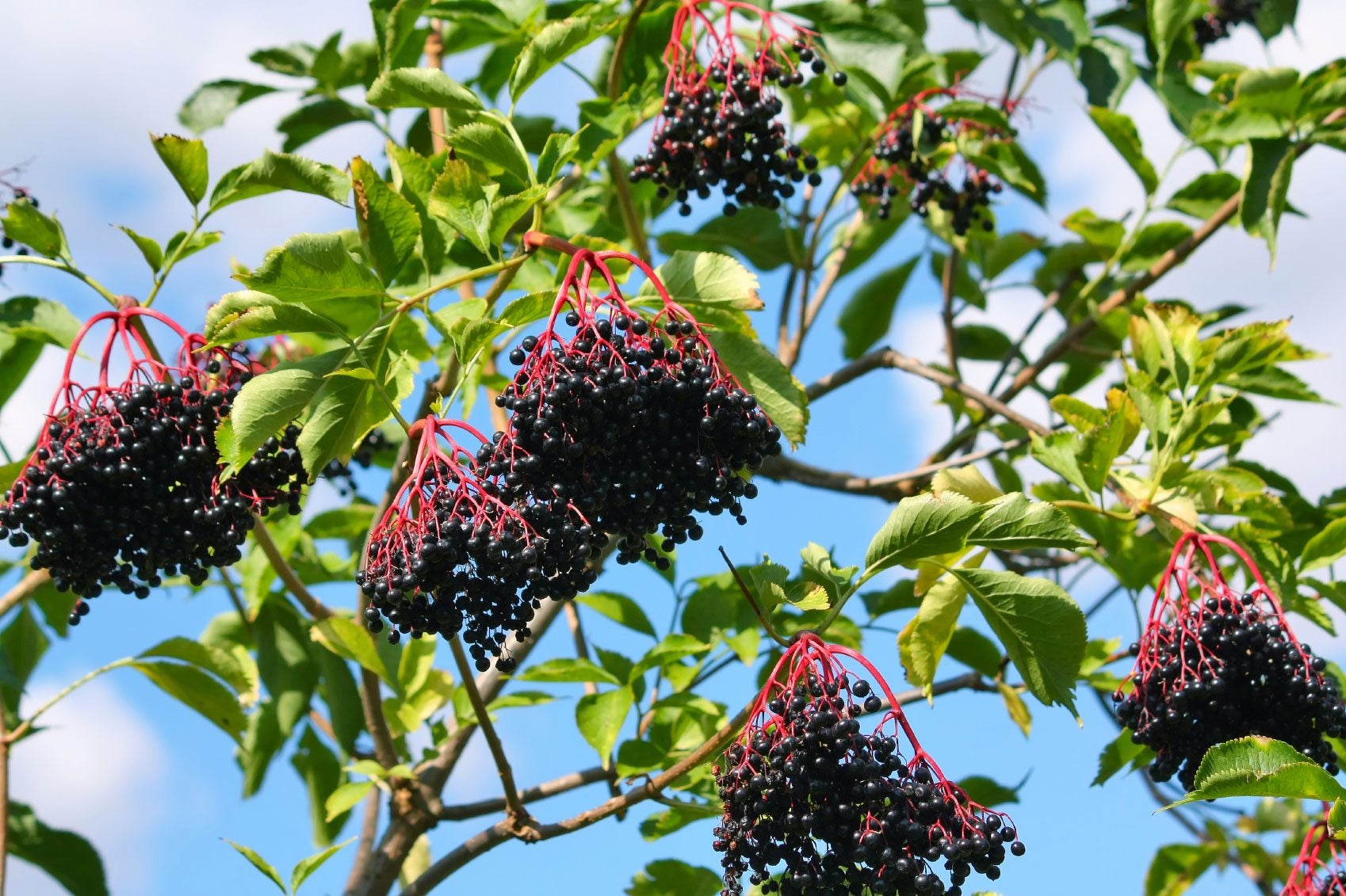 Elderberry Rooted Cuttings – Set of 4 Live Plants, 8-12 Inch Tall, Outdoor