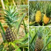 Set of 2 Pineapple Plants Live, 4-8 Inch Tall Tropical Fruit Shrubs for Outdoor