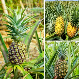Sugarloaf Pineapple Live Plants - Pack of 2, 4-8 Inch Tall, Outdoor Fruit
