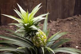 Alternative view of Sugarloaf Pineapple Live Plants - Pack of 2, 4-8 Inch Tall, Outdoor Fruit