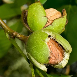 Walnut Tree Live Plant - 2 Feet Tall, Cold Hardy Fruit for Outdoor Garden