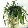 Fishbone Cactus Live Plant - Epiphyllum Anguliger, 2 Inch Pot, Indoor/Outdoor