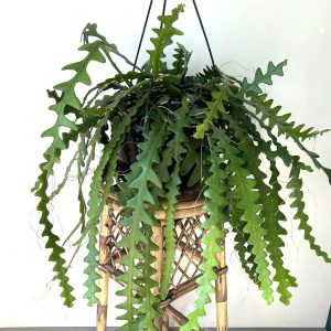 Fishbone Cactus Live Plant - Epiphyllum Anguliger, 2 Inch Pot, Indoor/Outdoor