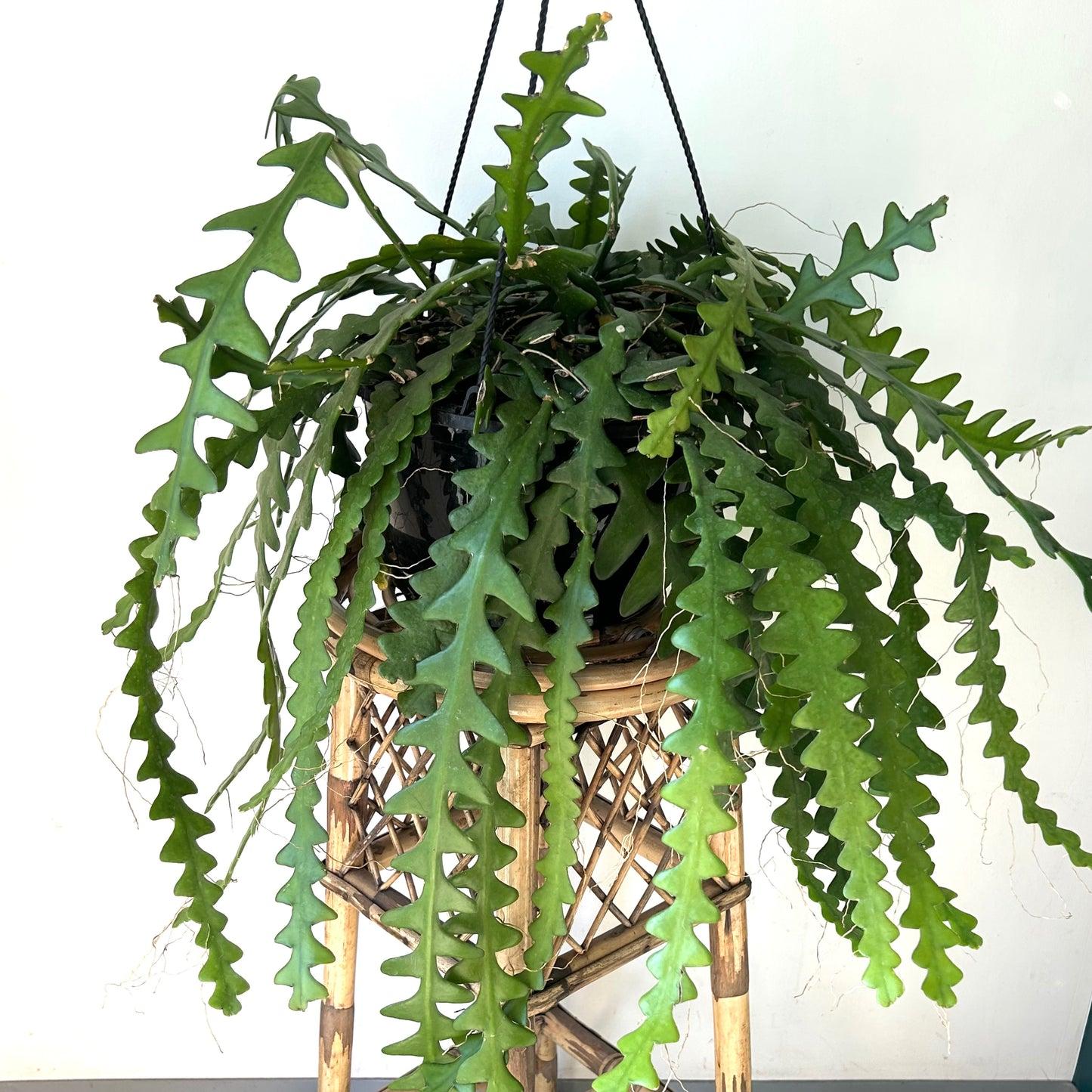 Fishbone Cactus Live Plant - Epiphyllum Anguliger, 2 Inch Pot, Indoor/Outdoor