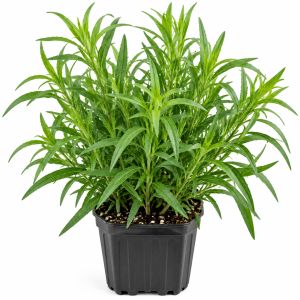 French Tarragon Live Plant - Pack of 2 Herb Plants, 5-9 Inches Tall, Ready to Grow