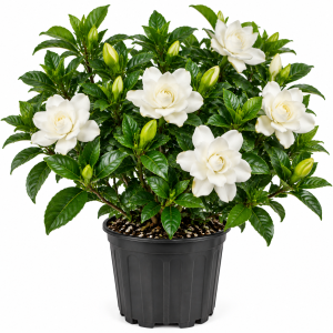 Frostproof Gardenia Live Plant – Fragrant Cape Jasmine 5-9 Inches Tall – Indoor/Outdoor