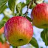 Honeycrisp Apple Tree Live Plant, Bare Root, 3 ft, Outdoor Cold Hardy