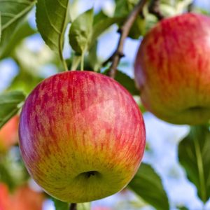 Fuji Apple Tree Live Plant – 2-3 Feet Tall Bare Root – Outdoor Fruit Tree