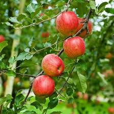 Alternative view of Fuji Apple Tree Live Plant – 2-3 Feet Tall Bare Root – Outdoor Fruit Tree