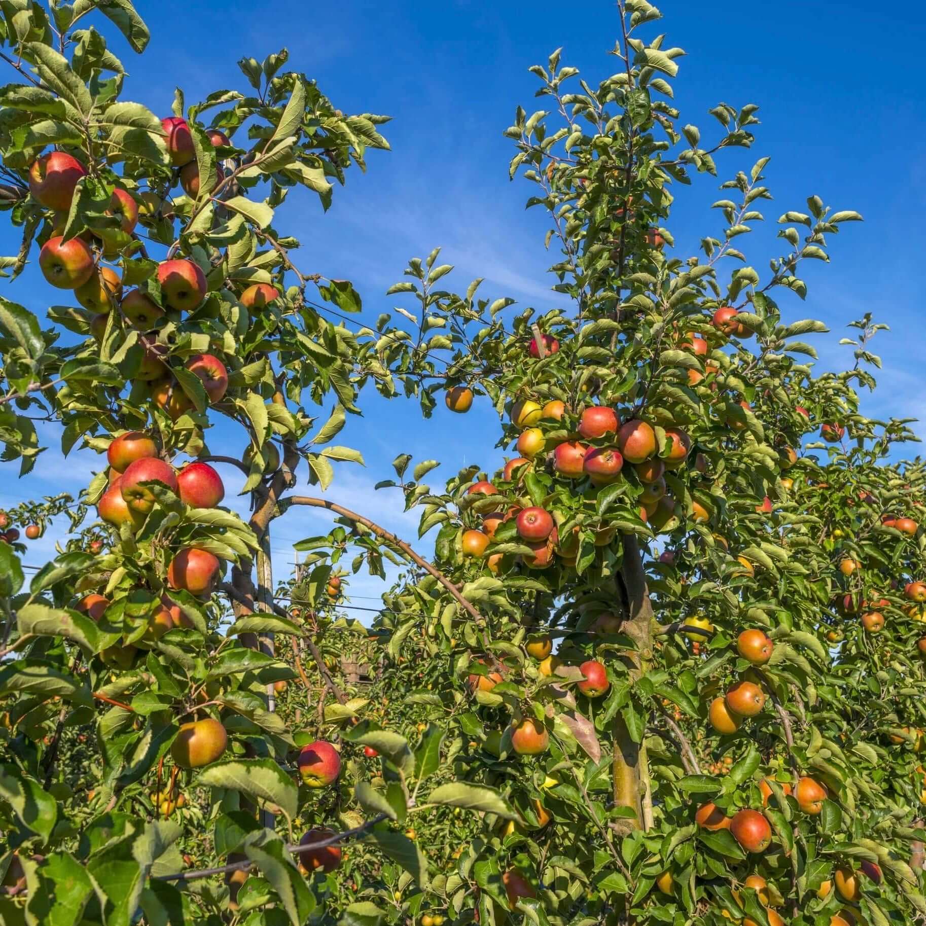 Fuji Apple Tree Live Plant – 2-3 Feet Tall Bare Root – Outdoor Fruit Tree - Image 3