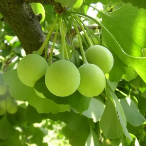 Ginkgo Biloba Trees Live Plants – 2 Bare Roots 6-12'' Tall – Winter Dormant – Outdoor