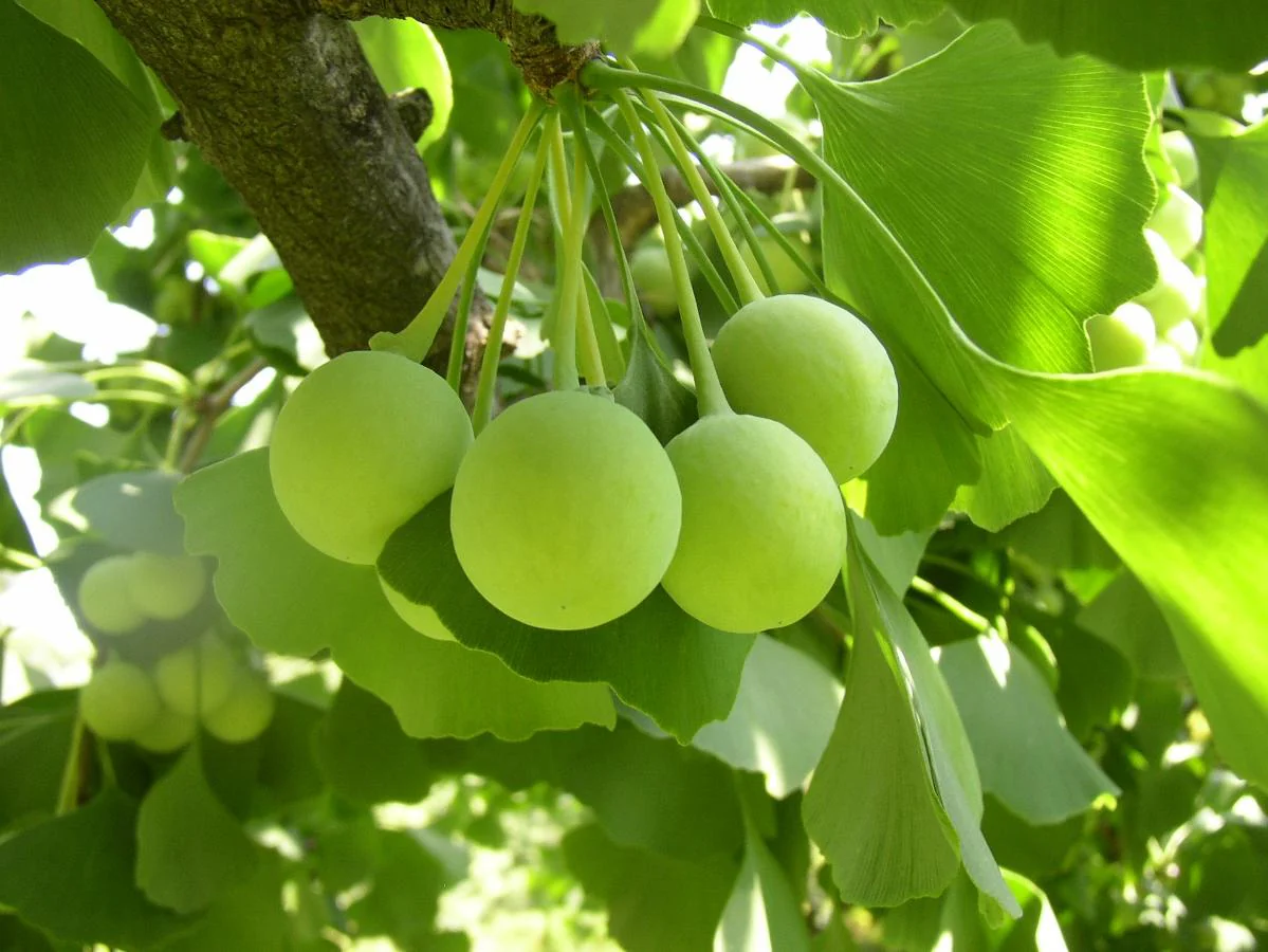 Ginkgo Biloba Trees Live Plants – 2 Bare Roots 6-12'' Tall – Winter Dormant – Outdoor
