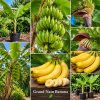 Grand Nain Banana Live Plant - Musa Tree, Tropical Fruit, Cold Hardy