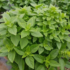 4 Chocolate Mint Plants Live - Culinary Herb for Indoor/Outdoor, Zones 3-11, 4-7" Tall