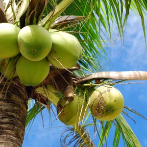 Dwarf Coconut Tree Live Plant, 2-3 Feet Tall, Sweet Tropical Fruit Tree, Outdoor