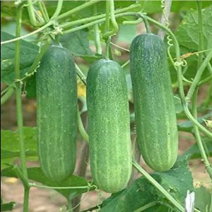 Green Cucumber Live Plants - 2 Pack, 5-9 Inches Tall, Fast Growing Vegetable for Outdoor Garden