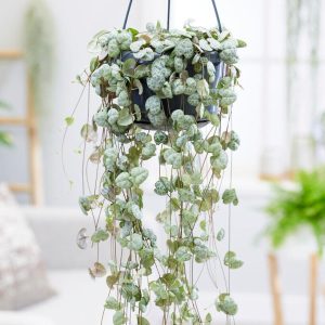 Green String of Hearts Live Plant - Trailing Succulent - 4 Inch Pot - Indoor