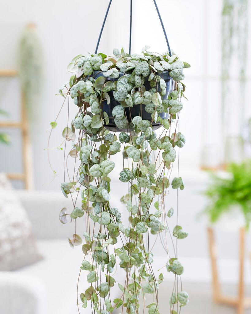 Green String of Hearts Live Plant - Trailing Succulent - 4 Inch Pot - Indoor