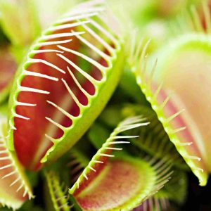 Alternative view of 6 Red Venus Flytrap Live Starter Plants - Dionaea Muscipula Carnivorous Plant