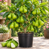Green Giant Jumbo Green Wax Apple Live Tree – 2-3 FT Tall, 3 Gallon Pot, Tropical Fruit Tree with Large Bell-Shaped Green Fruits
