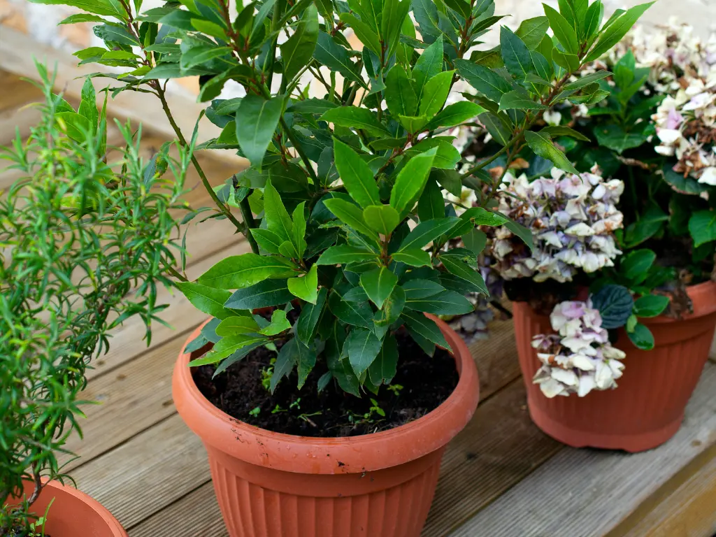 Growing Bay Leaf in a container allows for easy movement and protection from frost during colder months