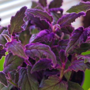 Alternative view of Set of 2 Gynura Purple Passion Live Plants, 4-8" Tall, Royal Velvet Houseplant