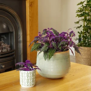 Set of 2 Gynura Purple Passion Live Plants, 4-8" Tall, Royal Velvet Houseplant