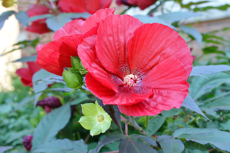 3 Hardy Hibiscus Live Plants, 4-7'' Tall, Red Yellow Flowering Shrub for Outdoor Garden - Image 3