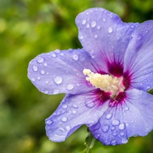 Alternative view of 3 Hardy Hibiscus Live Plants, 4-7'' Tall, Red Yellow Flowering Shrub for Outdoor Garden